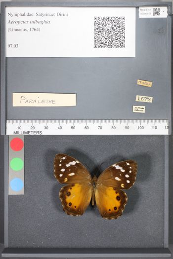 Media type: image;   Entomology 93873 Description: Specimen mistakenly photographed with incorrect header label during initial workflow - is not Aeropetes tulbaghia.;